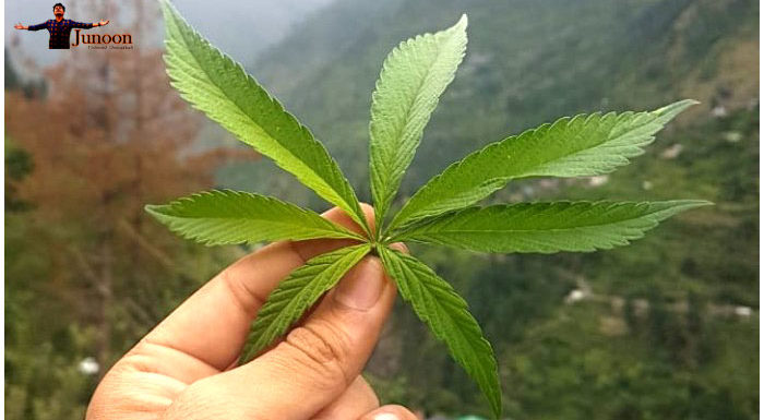 पार्वती वैलीः जहां का गांजा इजरायलियों को भी ‘भोले का भक्त’ बना देता है!