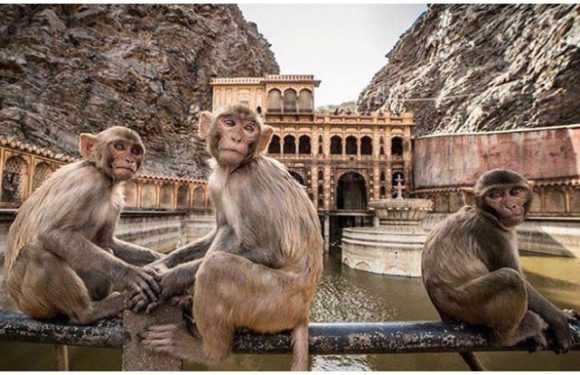 जयपुर (Jaipur) में है बंदरों का अनूठा मंदिर, घूमना चाहेंगे आप?