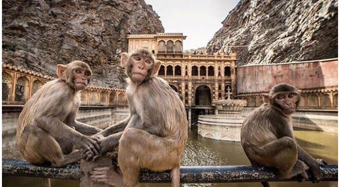 जयपुर (Jaipur) में है बंदरों का अनूठा मंदिर, घूमना चाहेंगे आप?