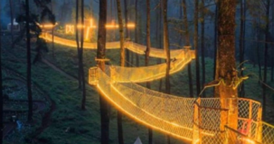 Foreign Travel-orchid forest in lembang indonesia is home to a magical bridge of lights suspended among trees