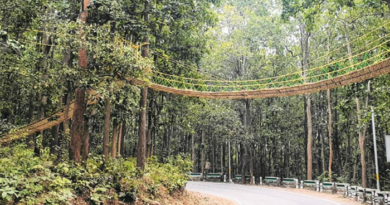 Unique bridge: Uttarakhand's Unique bridge to help reptiles cross busy jungle road