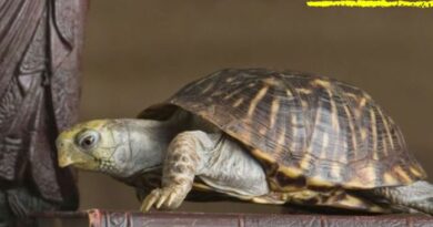 Vastu Tips Tortoise At Home